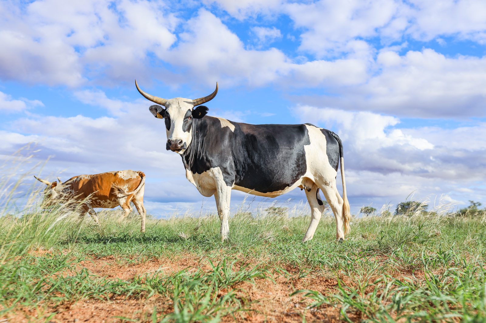 Namibian grass-fed bull on open pasture