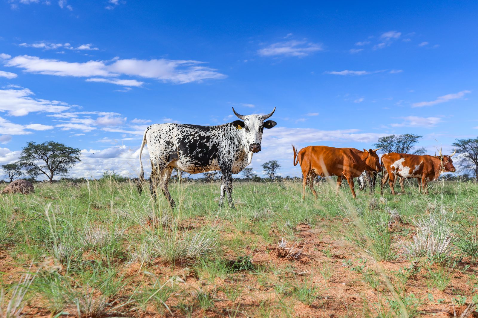 Namibian grass-fed cattle herd